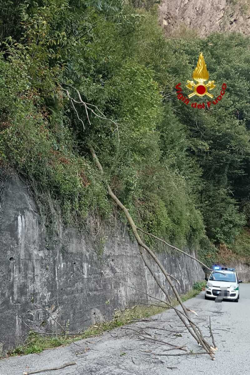 Varallo, rimossa una pianta pericolante
