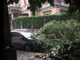 Vercelli, albero caduto in via XX Settembre Vercelli, albero caduto in via XX Settembre