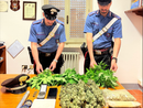 Candia, piccola serra in casa: denunciato un 51 enne Candia, piccola serra in casa: denunciato un 51 enne