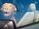 Pitbull lasciato in auto e morto per il caldo: LNDC Animal Protection annuncia una denuncia Pitbull lasciato in auto e morto per il caldo: LNDC Animal Protection annuncia una denuncia