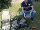 Sequestrate 13 tartarughe di terra di specie protette: denunciato il proprietario