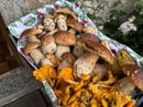 Raccolta funghi, il vademecum per gli appassionati