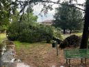 Crescentino, alberi abbattuti dal temporale Crescentino, alberi abbattuti dal temporale