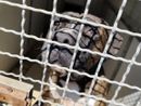 Una cena per aiutare il cane Brando Una cena per aiutare il cane Brando