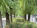 Manutenzione di Viale Garibaldi: interrogazione di Finocchi (Azione)