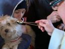 Festa di Sant'Antonio Abate: benedizione del pane e degli animali