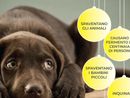 Appello contro i botti e nuovi servizi per il benessere animale