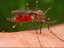 West Nile, primo caso a Biella