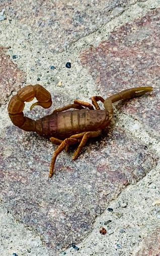 La segnalazione: «Come è arrivato questo scorpione in città?»