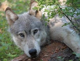Avvistato branco di lupi a Fregene, chiusa Pineta Monumentale Avvistato branco di lupi a Fregene, chiusa Pineta Monumentale