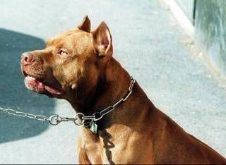 Frosinone, pitbull azzanna bimba di 2 anni e la scaraventa contro un muro
