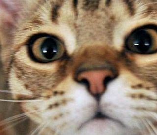 Micio che passione, il 32% degli italiani gioca più di 2 ore a settimana con il proprio gatto