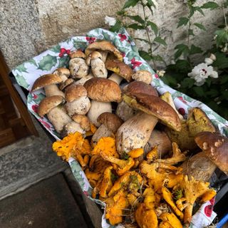 Raccolta funghi, il vademecum per gli appassionati