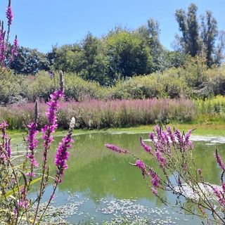 Completati i lavori di riqualificazione della Palude di Casalbeltrame: nuova vita per la riserva naturale tra Novarese e Vercellese