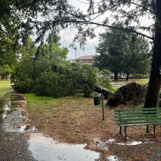 Crescentino, alberi abbattuti dal temporale