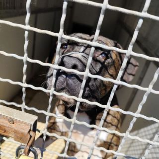 Una cena per aiutare il cane Brando