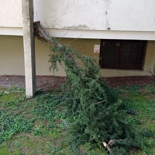 Grosso spavento fuori dal Cup: un grosso ramo si stacca e cade a terra