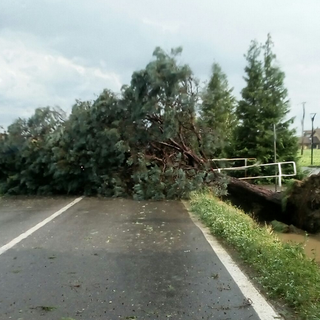 Maltempo: allagamenti a Desana, ramo cade al Cup
