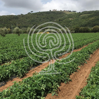 ORTO - perché utilizzare il Biochar BioDea e Distillato di Legno BioDea per il trattamento del terreno?