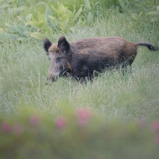 «Contro i cinghiali niente soluzioni fai-da-te: rivolgetevi alla Provincia»