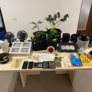 In casa una serra di marijuana: in arresto un 22enne
