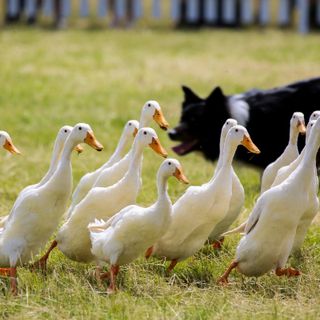 Petsfestival: successo per l’ottava edizione, per la prima volta a Cremona, nel segno della ripartenza