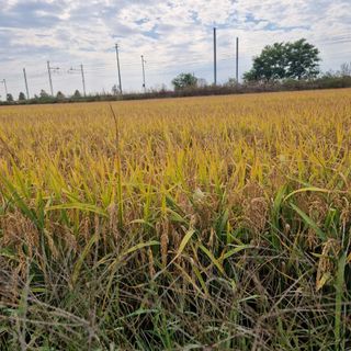 &quot;Rice Discovery&quot;: il riso vercellese a Göteborg con a Ulf Wagner, prima Stella Michelin svedese