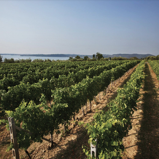 Onav Vercelli: serata di degustazione coi i vini Lugana