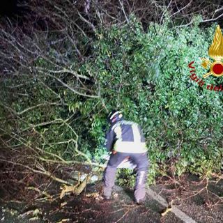 Crolla un albero in strada: Vigili del Fuoco in azione a Villarboit