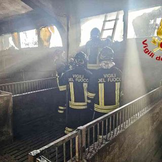 Stalla a fuoco a Lamporo, morti alcuni maialini