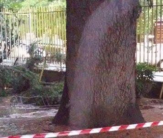 Vede precipitare l'albero colpito dal fulmine, cade e si ferisce con l'ombrello