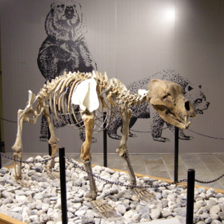 Il museo di Archeologia e Paleontologia svela al pubblico i suoi segreti