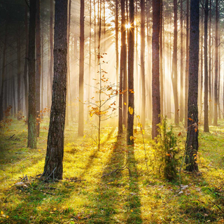 Trecento piante a dimora per compensare le emissioni di un film