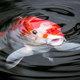 A Cremona l’unico campionato internazionale di carpe Koi in Italia