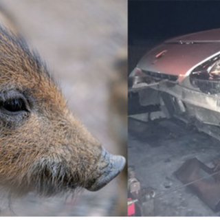 Finisce con l'auto contro un cinghiale