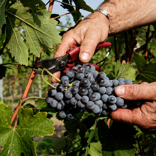 Co.Mark: i prodotti piemontesi conquistano i mercati internazionali