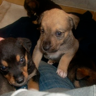 Versa 500 euro per comprare un cucciolo che non esiste