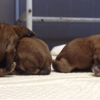 Sos per quattro cuccioli abbandonati: si cerca una "mamma adottiva"