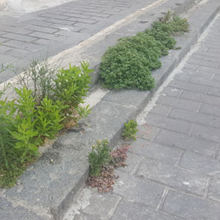 Isde dice no all'ipotesi di ritorno del glifosato