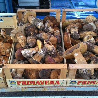 Inizia la stagione dei funghi: attivo il servizio di emergenza micologica