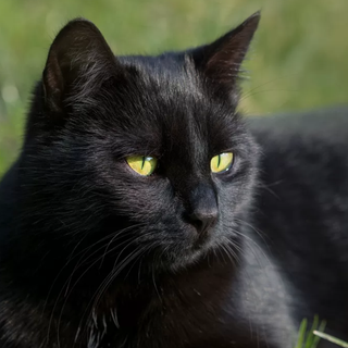 "Ma davvero credete che i gatti neri portino iella?"