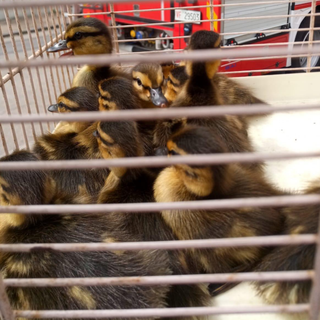 Avventura a lieto fine per 12 anatroccoli spericolati