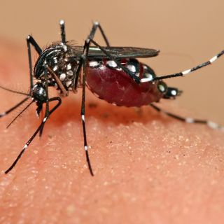 Zanzare, trattamenti in tutta la città