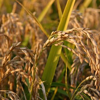 Falso bio: sequestri e sei denunce