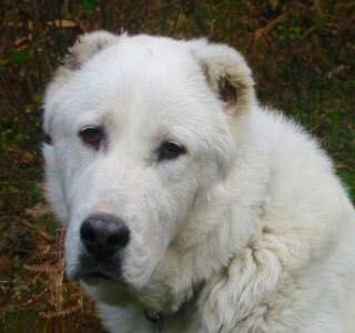 Appello: cane smarrito