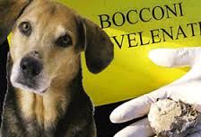 Nuovo episodio di violenza nei confronti dei cani a Santhià: attenzione ai bocconi avvelnati