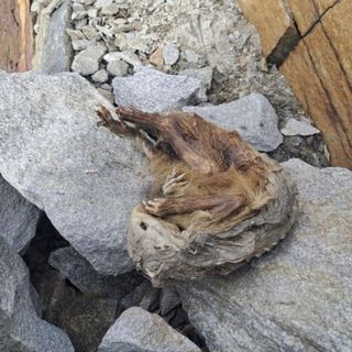La marmotta del Lyskamm svela la sua età: esemplare del Neolitico vissuto 6.600 anni fa