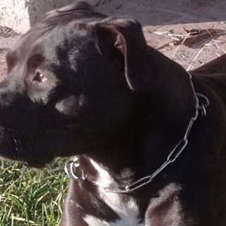 Volontaria del canile aggredita dal pitbull che uccise il piccolo Michele