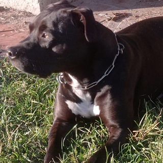 Aperta un'indagine sulla morte del piccolo Michele, azzannato dal pitbull di casa