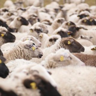 Ladri di bestiame a Cavaglià, portati via oltre 100 capi tra pecore e capre